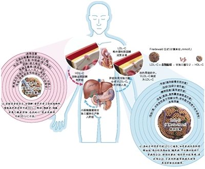 图说“好”、“坏”胆固醇的测定
