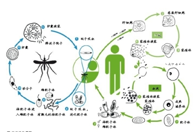 我国热带医学研究：任重而道远