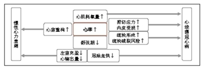 心率：仅仅是心血管疾病的危险标记吗？